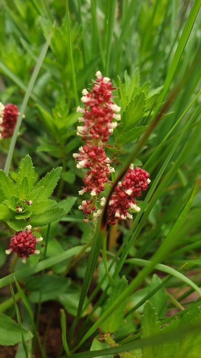 Acalypha glandulifolia, photographed by Aaliyah Motala