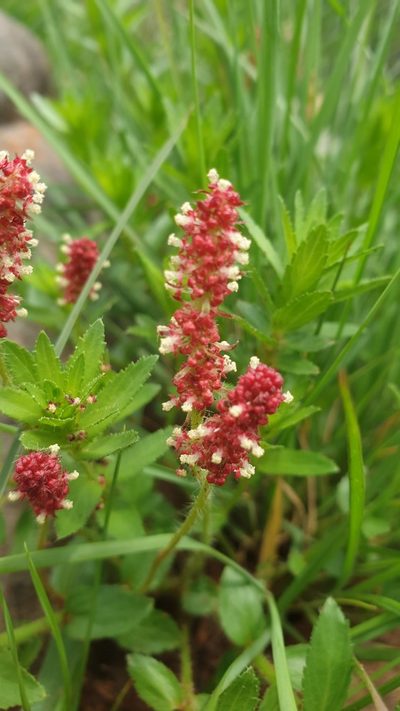 Acalypha glandulifolia, photographed by Aaliyah Motala