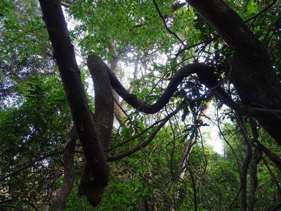 Ficus tremula, photographed by Shaun Swanepoel