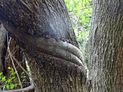 Ficus tremula, photographed by Shaun Swanepoel