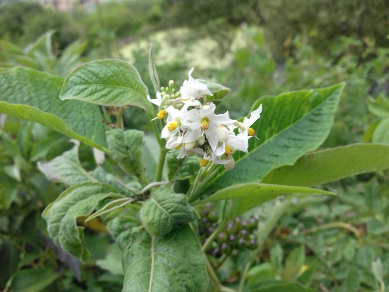 Solanum aligerum, photographed by IA braham