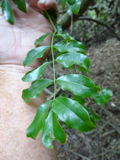 Cola dorrii, photographed by Shaun Swanepoel
