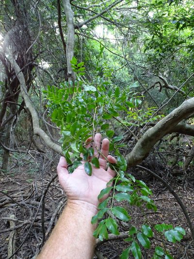 Cola dorrii, photographed by Shaun Swanepoel