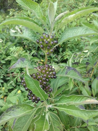 Solanum aligerum, photographed by IA braham