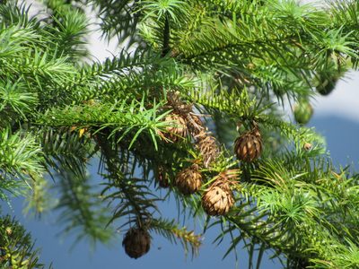 Cunninghamia lanceolata, photographed by Santiago Martín-Bravo