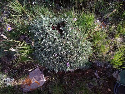 Oxytropis tragacanthoides, photographed by Dmitry Lyskov