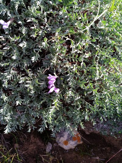 Oxytropis tragacanthoides, photographed by Dmitry Lyskov