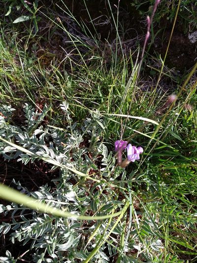 Oxytropis tragacanthoides, photographed by Dmitry Lyskov