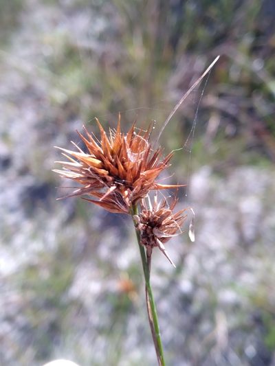 Rhynchospora megaplumosa, photographed by Scott Ward