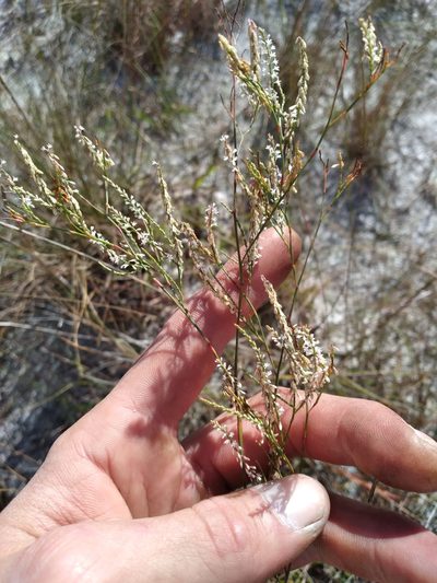 Polygonella ciliata, photographed by Scott Ward