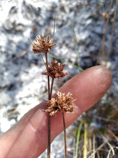 Bulbostylis warei, photographed by Scott Ward