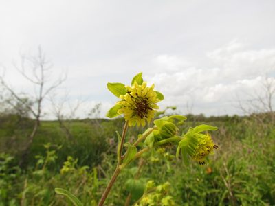 Smallanthus connatus, photographed by Matias Cabezas