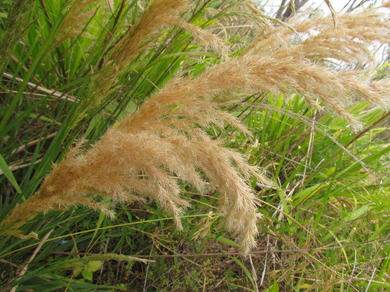 Cinnagrostis viridiflavescens, photographed by Matias Cabezas