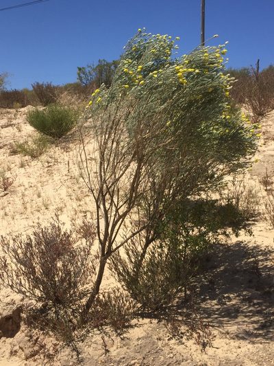 Aspalathus quinquefolia, photographed by Tony Rebelo