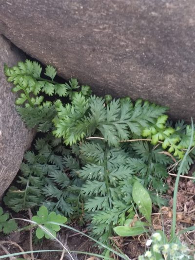Asplenium exiguum, photographed by Dmitry Lyskov