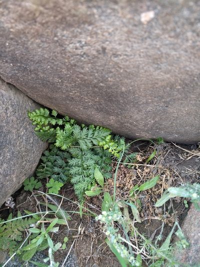 Asplenium exiguum, photographed by Dmitry Lyskov