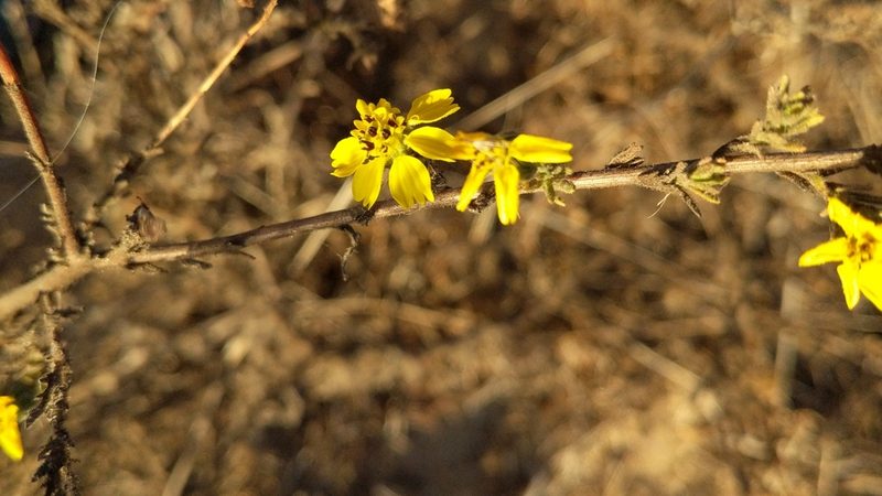 Deinandra increscens, photographed by George Williams