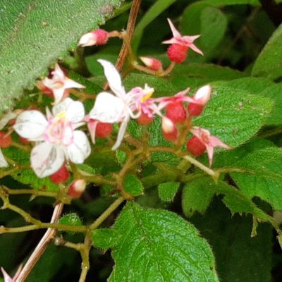 Heterocentron glandulosum, photographed by Arthur de Jesús Chavarría Pérez