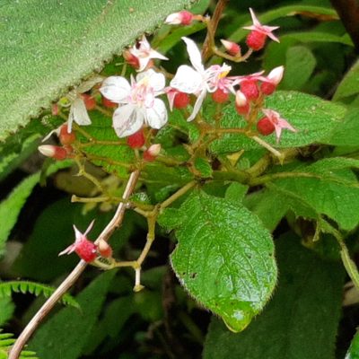 Heterocentron glandulosum, photographed by Arthur de Jesús Chavarría Pérez