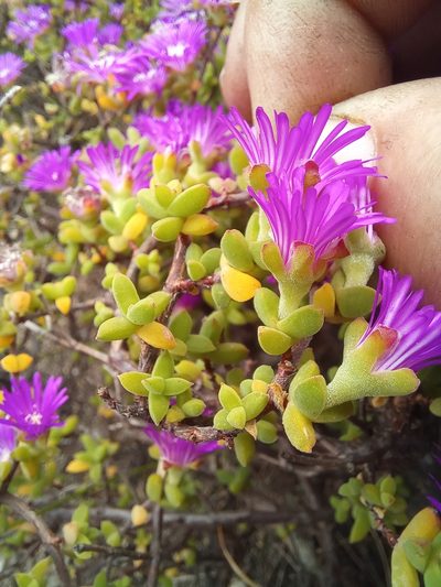 Drosanthemum parvifolium, photographed by kevin koen