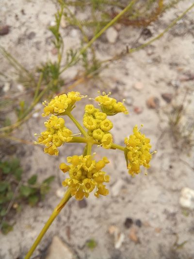 Notobubon collinum, photographed by kevin koen