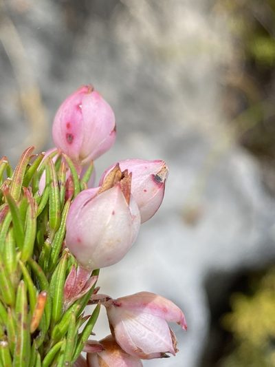Erica holosericea, photographed by Dave U