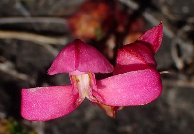 Disa filicornis, photographed by Nicola van Berkel