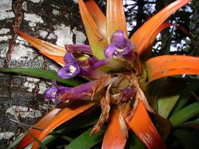Tillandsia lautneri, photographed by Neptalí Ramírez Marcial