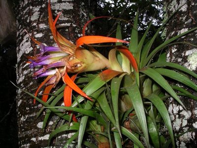 Tillandsia lautneri, photographed by Neptalí Ramírez Marcial