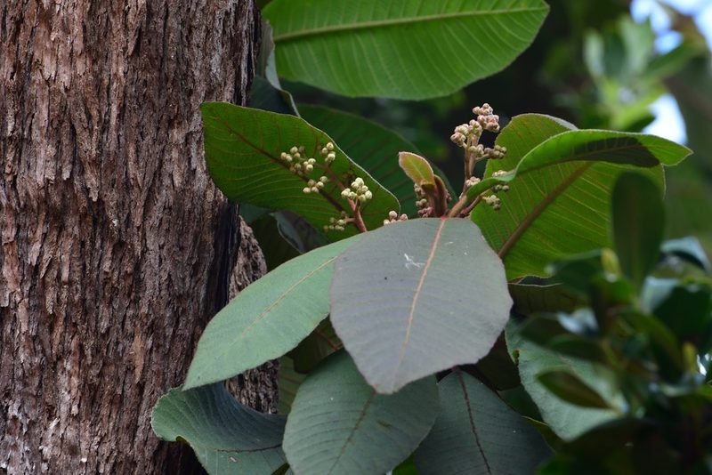 Saurauia scabrida, photographed by Neptalí Ramírez Marcial