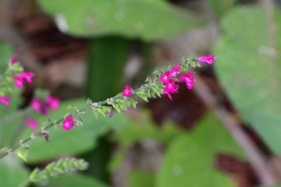 Salvia chiapensis, photographed by Neptalí Ramírez Marcial