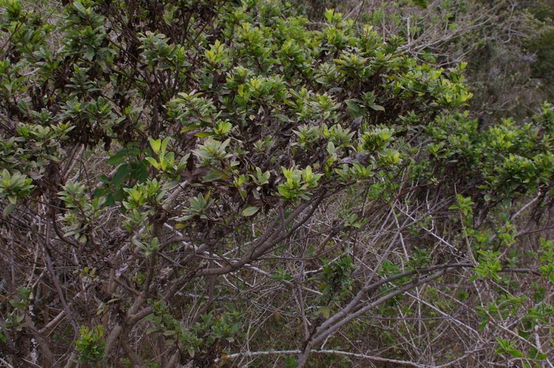 Baccharis steetzii, photographed by Don Johnston