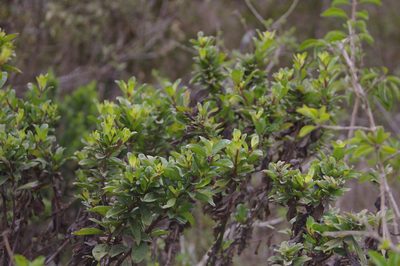Baccharis steetzii, photographed by Don Johnston