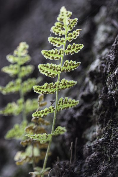 Woodsia neomexicana, photographed by Craig Martin