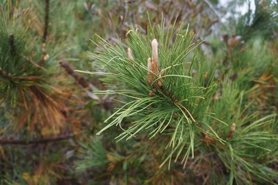 Pinus thunbergii, photographed by Henggang Cui