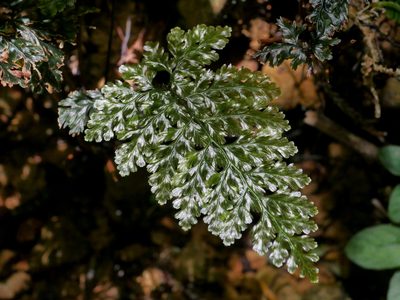 Abrodictyum obscurum, photographed by Jacy Chen