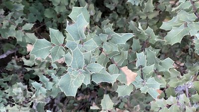 Berberis dictyota, photographed by Brendan Black