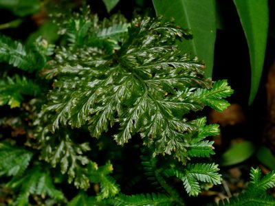 Abrodictyum obscurum, photographed by Jacy Chen