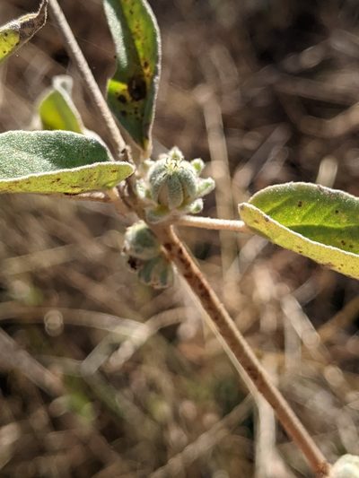 Croton heptalon, photographed by Alison Northup