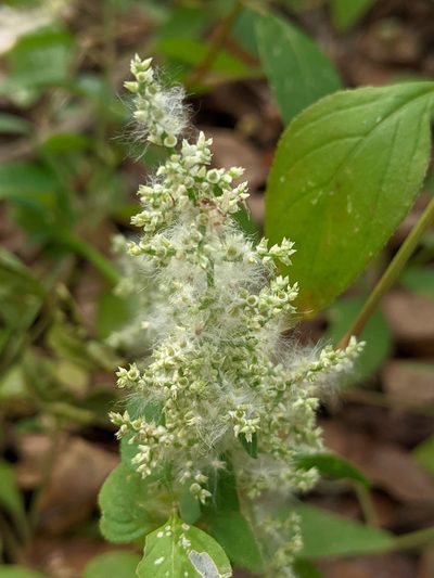 Iresine heterophylla, photographed by Alison Northup