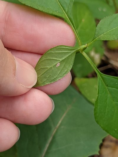 Iresine heterophylla, photographed by Alison Northup