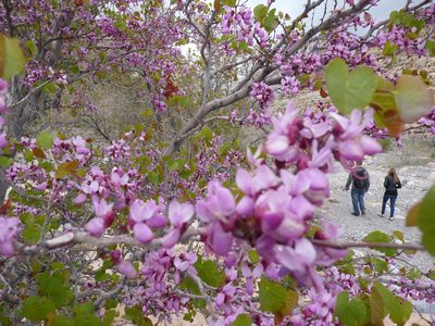 Cercis orbiculata, photographed by Benoit Renaud