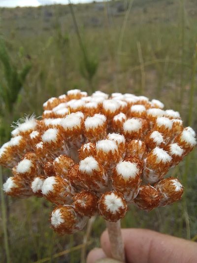 Helichrysum pedunculatum, photographed by kevin koen