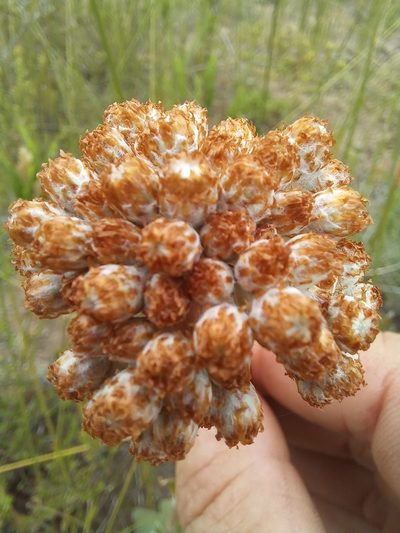 Helichrysum pedunculatum, photographed by kevin koen