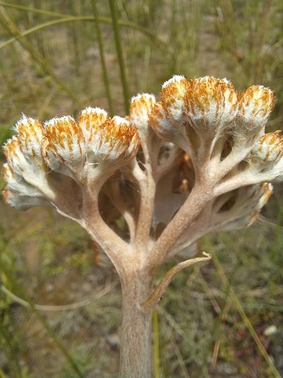 Helichrysum pedunculatum, photographed by kevin koen