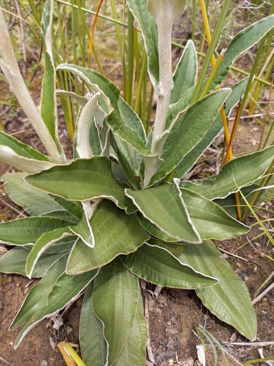 Helichrysum pedunculatum, photographed by kevin koen