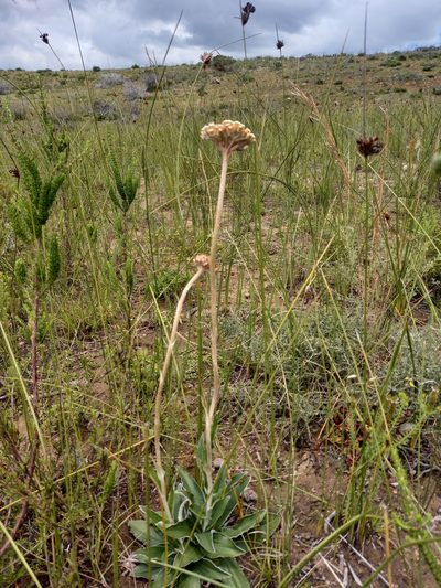Helichrysum pedunculatum, photographed by kevin koen