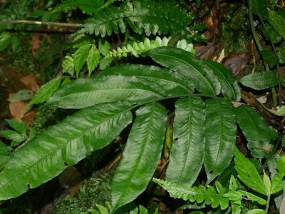Diplaziopsis javanica, photographed by Jacy Chen