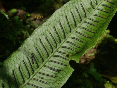 Diplaziopsis javanica, photographed by Jacy Chen