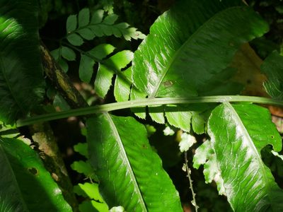 Diplaziopsis javanica, photographed by Jacy Chen